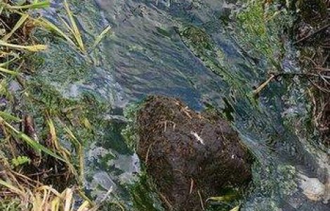 Romanii au inventat ingrasamantul 100% natural