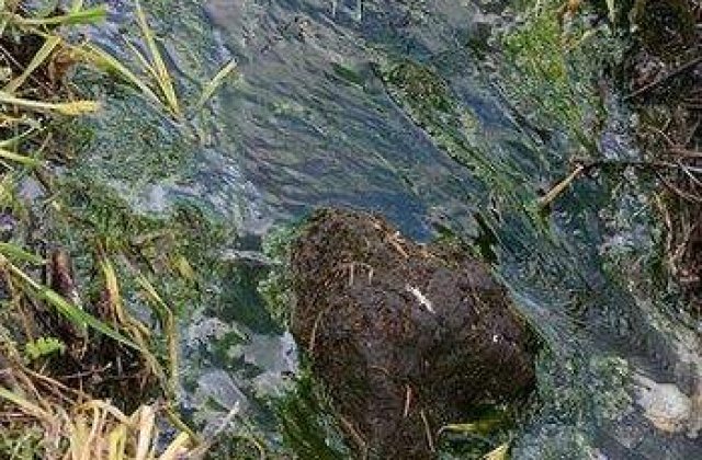 Romanii au inventat ingrasamantul 100% natural