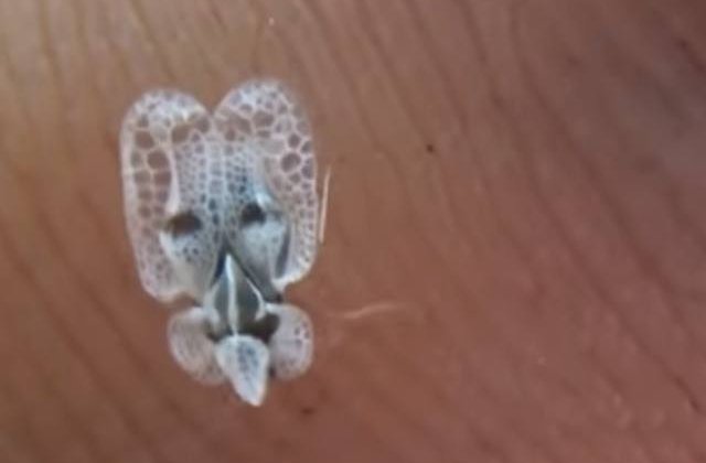 "Tigrul platanului" a invadat Bucurestiul