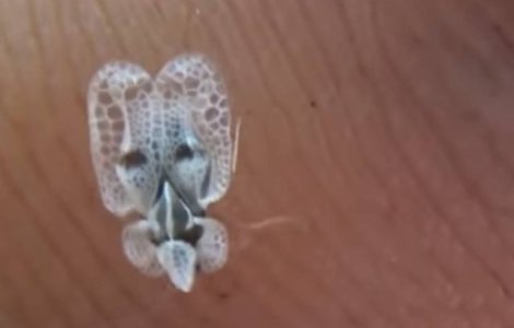 "Tigrul platanului" a invadat Bucurestiul