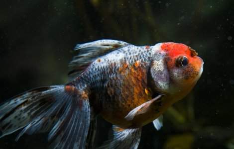 5 lucruri interesante despre pesti, pe care sigur nu le stiai