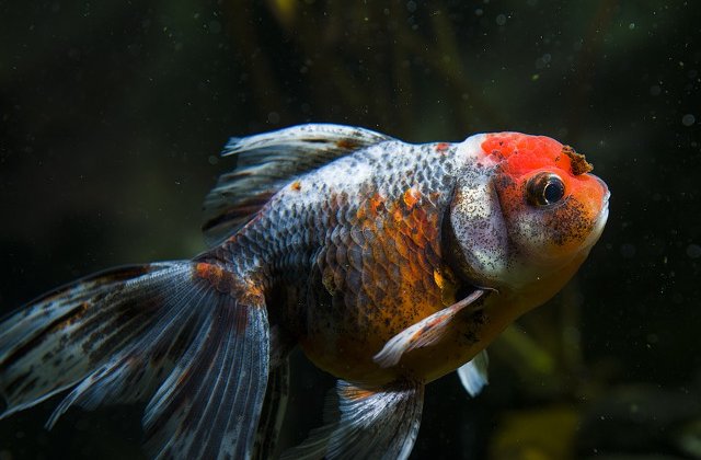 5 lucruri interesante despre pesti, pe care sigur nu le stiai