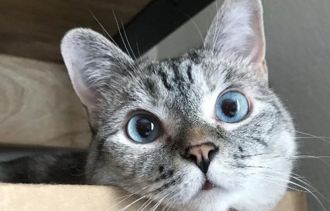 Faceti cunostinta cu Nala, pisicuta adoptata care a devenit vedeta pe Instagram