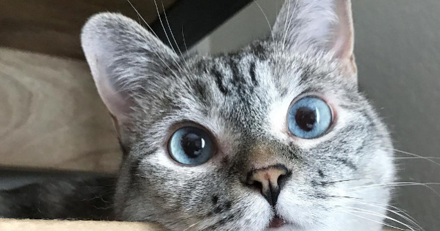 Faceti cunostinta cu Nala, pisicuta adoptata care a devenit vedeta pe Instagram