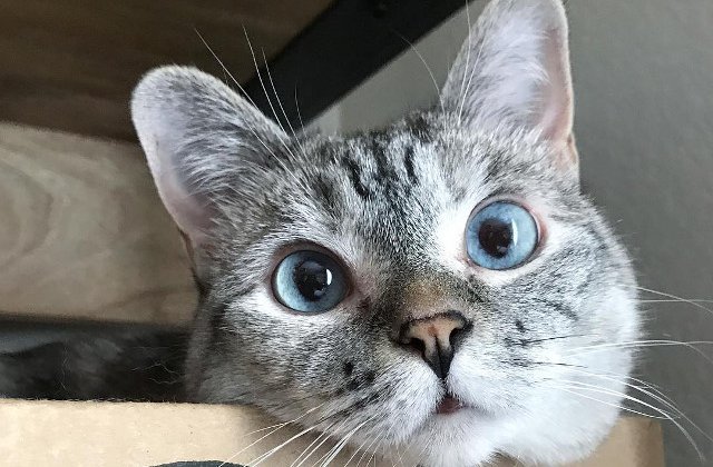 Faceti cunostinta cu Nala, pisicuta adoptata care a devenit vedeta pe Instagram