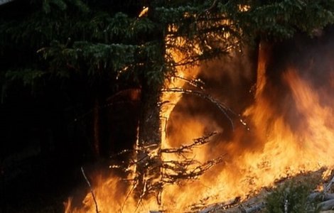 Pompierii au intervenit pentru stingerea unui incendiu de vegetatie in Parcul Natural Vacaresti