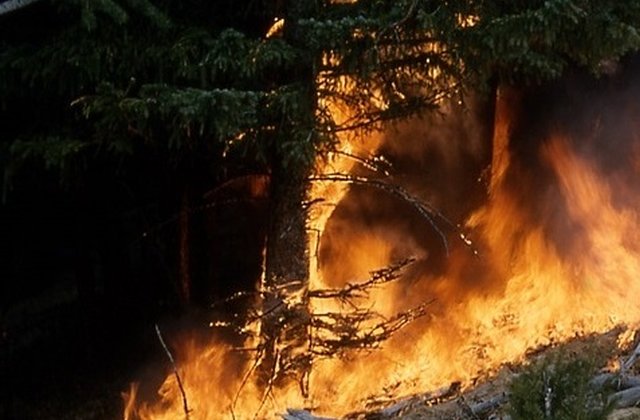 Pompierii au intervenit pentru stingerea unui incendiu de vegetatie in Parcul Natural Vacaresti