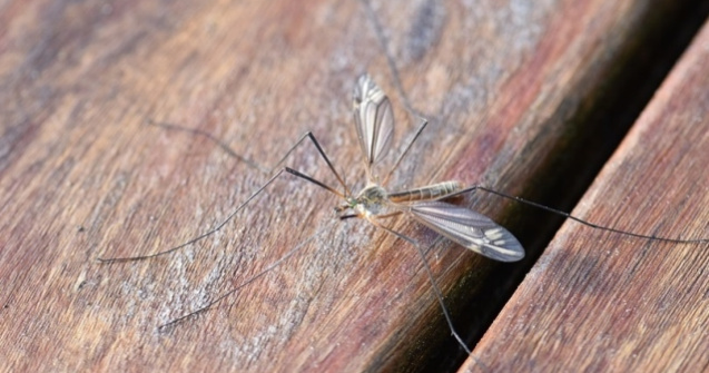 Primaria Capitalei sustine ca va continua dezinsectia, fiind aplicate tratamente si pentru "Tigrul platanului"