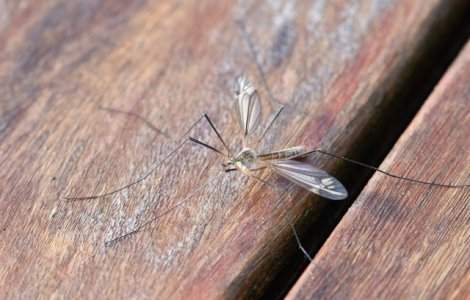 Primaria Capitalei sustine ca va continua dezinsectia, fiind aplicate tratamente si pentru "Tigrul platanului"