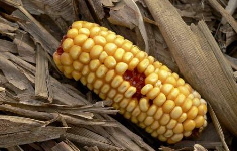 Urmeaza criza mamaligii?