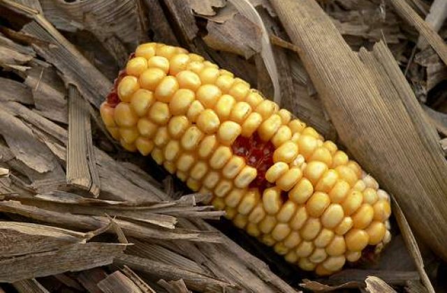 Urmeaza criza mamaligii?