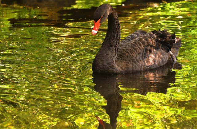 Modul inedit in care o lebada neagra si-a gasit un nou partener de viata