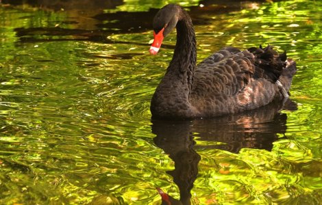 Modul inedit in care o lebada neagra si-a gasit un nou partener de viata