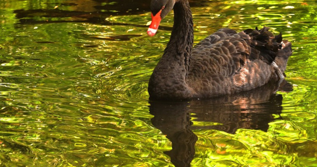 Modul inedit in care o lebada neagra si-a gasit un nou partener de viata