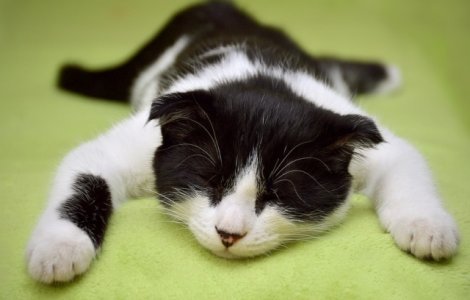  Top  10+ fotografii cu pisici care ne demonstreaza ce inseamna relaxarea