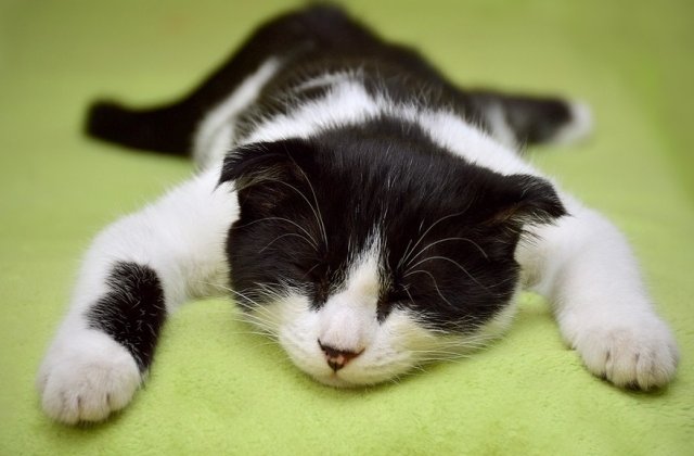 10+ fotografii cu pisici care ne demonstreaza ce inseamna relaxarea desavarsita