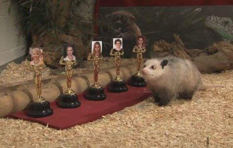  Video  Oposumul Heidi a prezis cine ia Oscarul pentru cea mai buna actrita