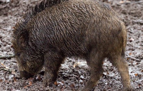 Invazie de mistreti intr-un oras din Romania