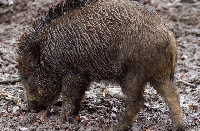 Invazie de mistreti intr-un oras din Romania