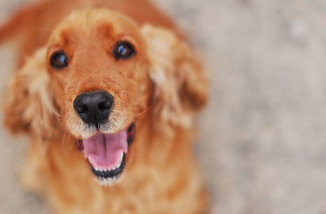 Oamenii de stiinta intentioneaza sa invete cainii sa depisteze boala Parkinson