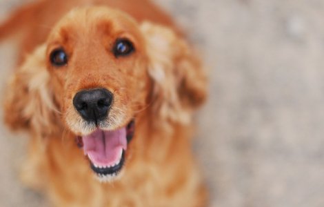 Oamenii de stiinta intentioneaza sa invete cainii sa depisteze boala Parkinson