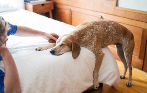  Top  10+ fotografii cu Maddie, catelusa care doarme in cele mai haioase pozitii