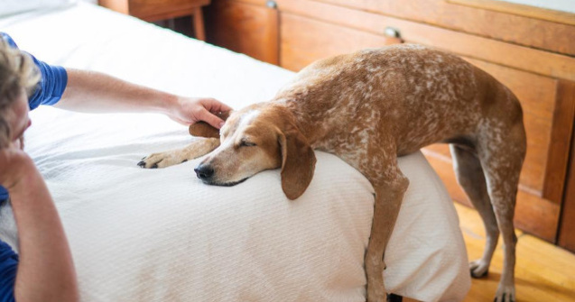  Top  10+ fotografii cu Maddie, catelusa care doarme in cele mai haioase pozitii