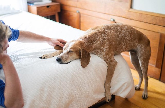 10+ fotografii cu Maddie, catelusa care doarme in cele mai haioase pozitii