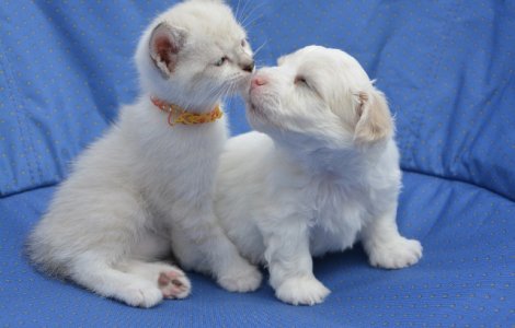  Top  10+ imagini care demonstreaza ca prietenia dintre caini si pisici exista