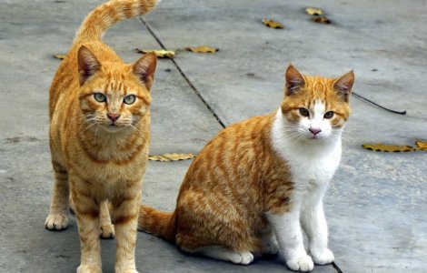 Doua pisici au mostenit 300.000 de dolari de la stapana lor