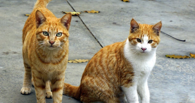 Doua pisici au mostenit 300.000 de dolari de la stapana lor