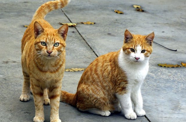 Doua pisici au mostenit 300.000 de dolari de la stapana lor