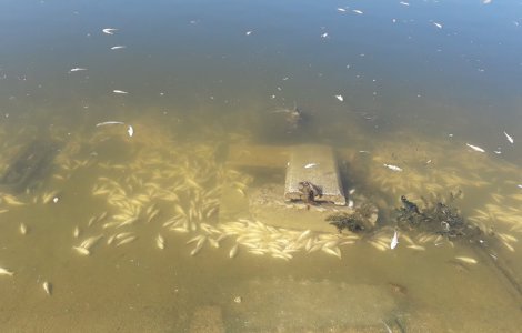 Sute de pesti morti in Lacul Morii din Capitala: Cauza ar putea fi nivelul scazut de oxigen din apa
