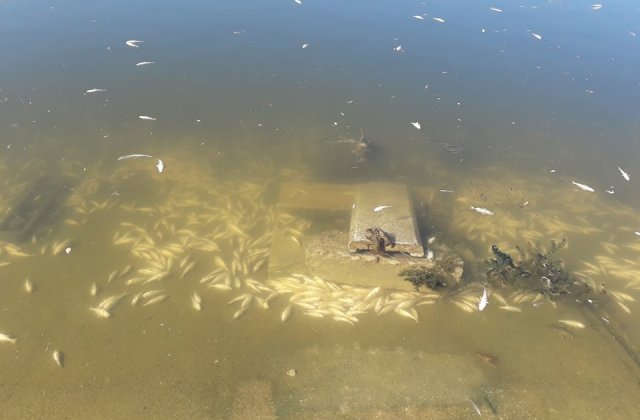 Sute de pesti morti in Lacul Morii din Capitala: Cauza ar putea fi nivelul scazut de oxigen din apa