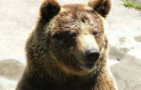 Ministrul Mediului va emite un ordin care da posibilitatea uciderii a peste 140 de ursi, "indiferent de cate mitiguri vor fi"