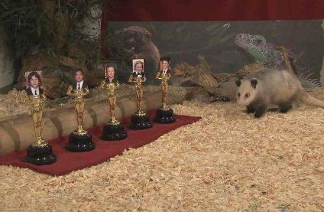 [VIDEO] Oposumul Heidi a facut o noua predictie