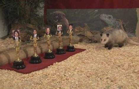  Video  Oposumul Heidi a facut o noua predictie