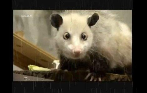 Oposumul Heidi, cadou la premiile Oscar