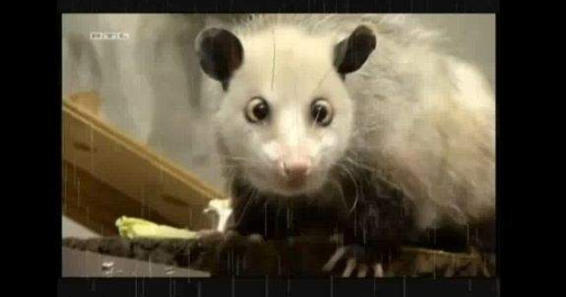 Oposumul Heidi, cadou la premiile Oscar