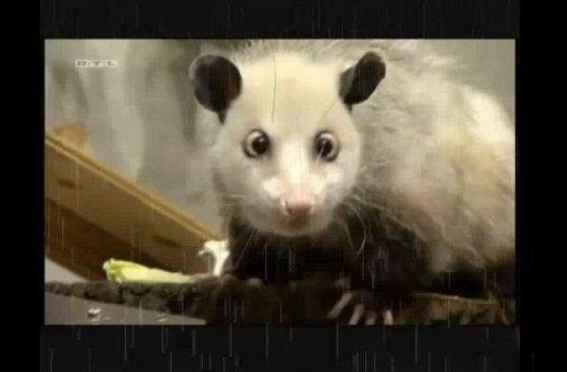 Oposumul Heidi, cadou la premiile Oscar