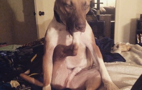  Top  10 imagini cu animale in cele mai ciudate ipostaze. E imposibil sa nu razi cand le vezi