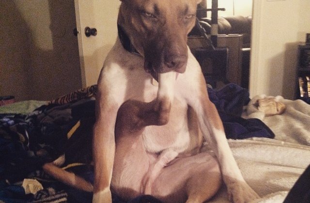 10 imagini cu animale in cele mai ciudate ipostaze. E imposibil sa nu razi cand le vezi