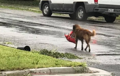  Foto  Un catel a devenit erou dupa uraganul din Texas