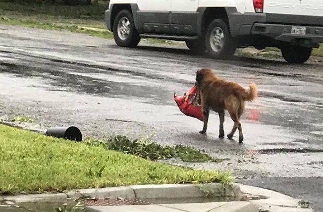 [FOTO] Un catel a devenit erou dupa uraganul din Texas