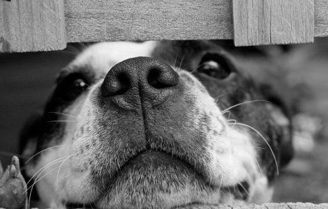  Top  5 pasi pentru a adopta un caine maidanez in Romania