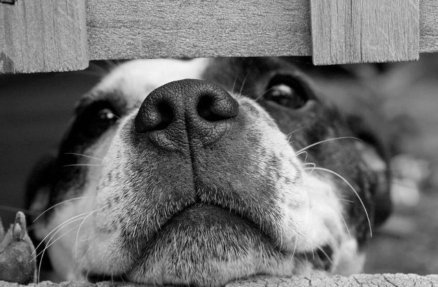 5 pasi pentru a adopta un caine maidanez in Romania