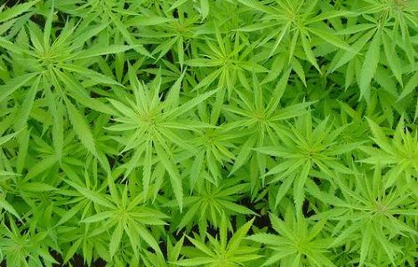 Canabisul, benefic pentru bolnavii de cancer