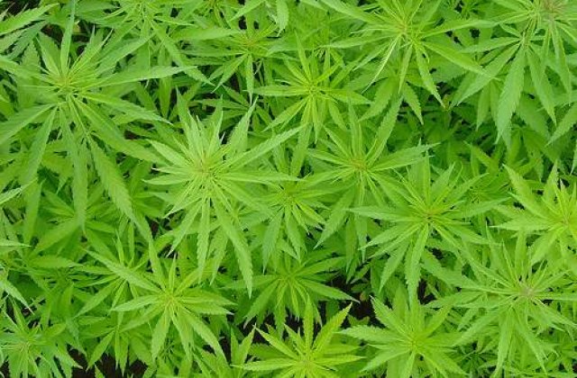 Canabisul, benefic pentru bolnavii de cancer