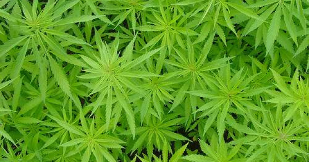 Canabisul, benefic pentru bolnavii de cancer