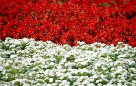 Ce martisoare prefera vedetele